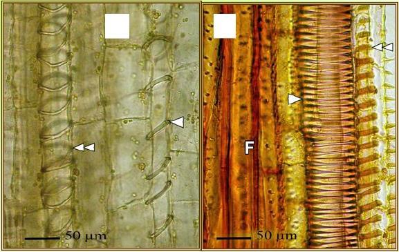 Tracheidi C A B D E MO Sezioni longitudinali del fusto: A - Coleus