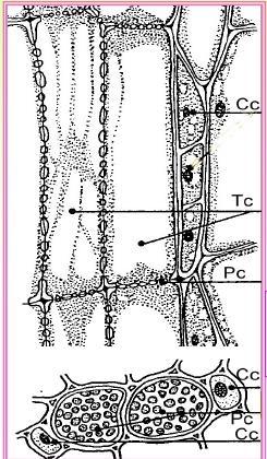 FLOEMA: tubi cribrosi e cellule compagne tubi cribrosi e cellule compagne Elementi cellulari implicati nel trasporto della linfa elaborata Cellule vive ma con