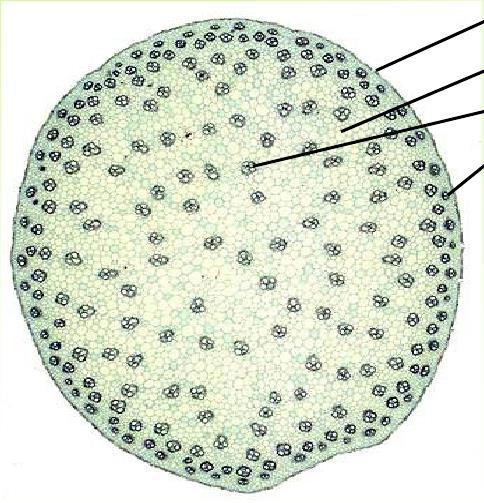 Disposizione dei fasci nelle Monocotiledoni: ATACTOSTELE Sezione primaria di fusto di Zea mays Epidermide Parenchima corticale Fasci collaterali chiusi Tracce fogliari FASCI sparsi