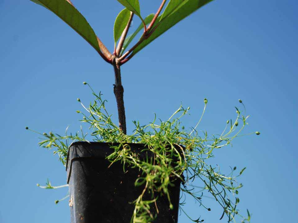 Progetto VIS (Vivaismo( Sostenibile) Controllo della flora infestante nelle colture in contenitore Stefano Benvenuti