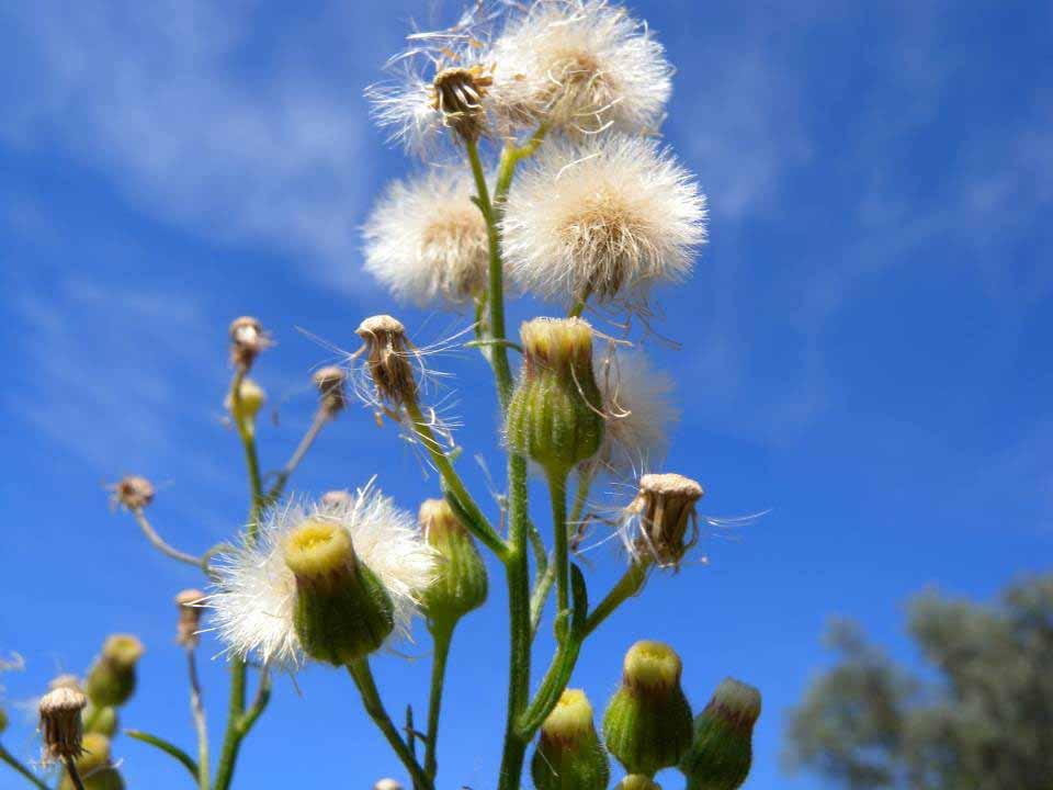 Anemocoria (asteraceae) Vento