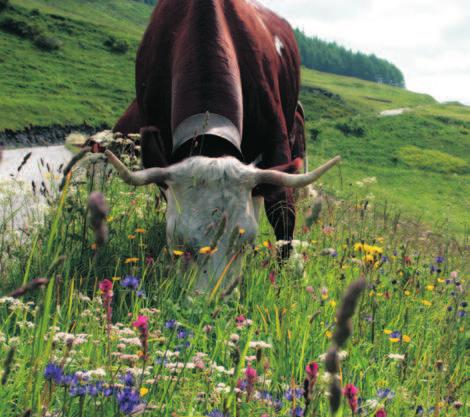 Agricoltura Produzione di