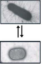 Il C. crescentus come modello di sviluppo cellulare Maturazione (transizione swarmer>stalked) Divisione ineguale (differenziamento cellula madre/cellula figlia) Inefficienza crescente a nuovi eventi