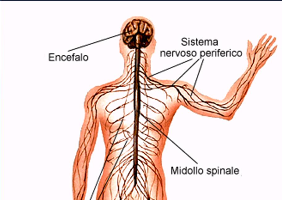 sistema nervoso centrale encefalo SISTEMA NERVOSO coordina tutte le funzioni del nostro organismo sistema nervoso