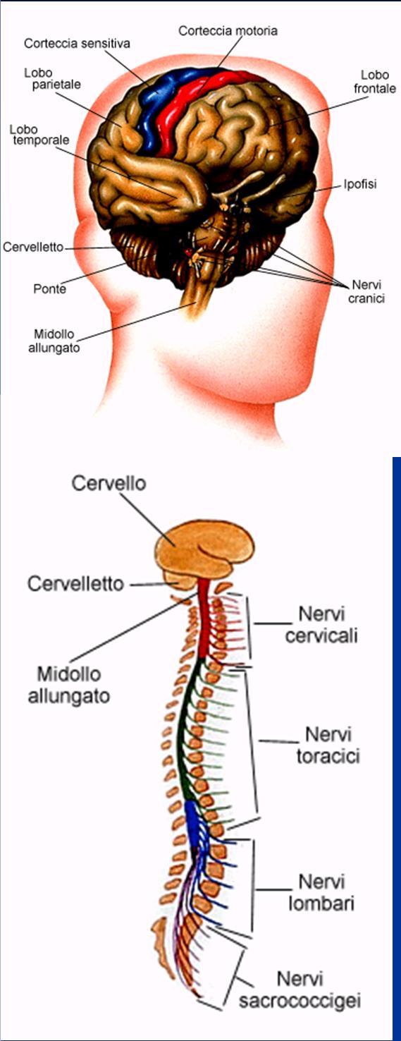 encefalo e dal midollo ai muscoli scheletrici sistema nervoso vegetativo o autonomo Destinato all innervazione degli