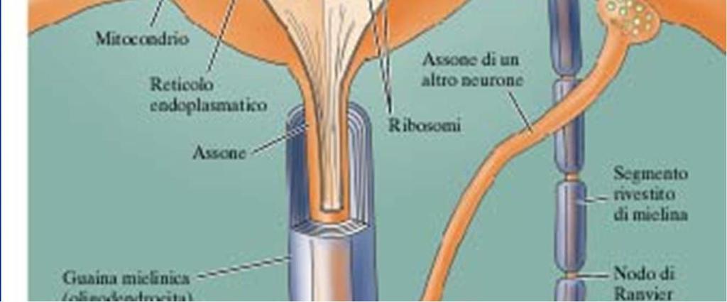 integrarli e trasmetterli al corpo cellulare Assone, in genere unico, specializzato nella conduzione del segnale (potenziale d