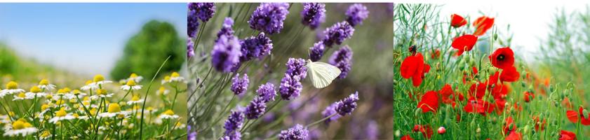 La storia Centifolia è un avventura familiare che ha inizio nel lontano 1983 nella Francia occidentale. Una regione conosciuta per la sua abbondante bellezza naturale e per l agricoltura biologica.