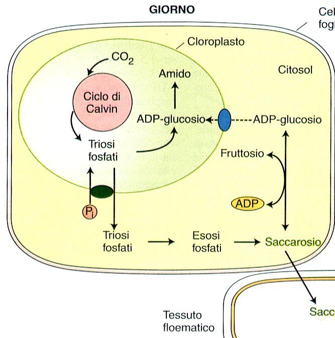 durante il giorno: Elevata velocità produzione fotosintati Accumulo nel cloroplasto bassa