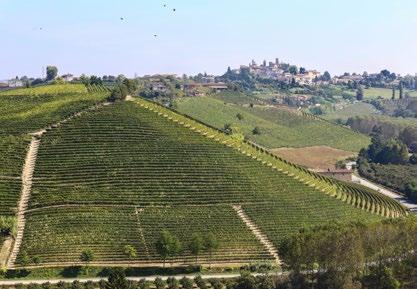 I Vigneti I terreni dell Azienda Agricola Prinsi, si estendono su una superficie di 25 ettari.