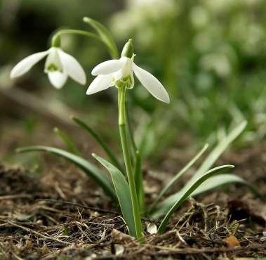 Il Bucaneve Galanthus Nivalis Famiglia: Amaryllidaceae Fiori: tre petali esterni grandi bianchi, gli interni più piccoli con macchie verdognole Foglie: