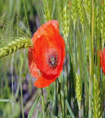 Il papavero Papaver rhoeas Famiglia: Papaveraceae Il papavar Il papavar al sbuse fûr dai cjamps di forment, al è un lamp ros intal mieç dal zâl e al dâ tante ligrie.