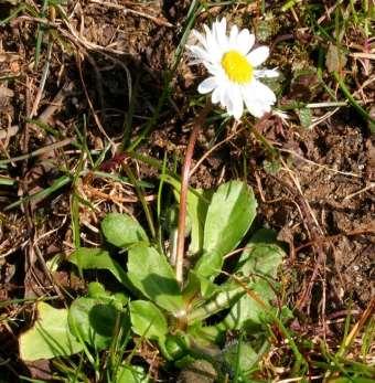 La Pratolina Bellis perennis Famiglia: Asteraceae Particolarità: i fiori detti anche occhi del sole si chiudono di notte e si riaprono al sorgere del sole Fiori: sul ricettacolo si inseriscono due