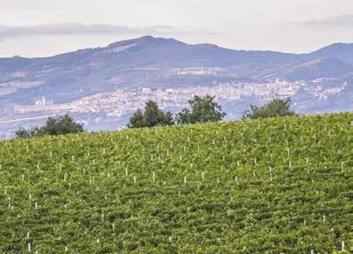 UN ESPOSIZIONE DIFFERENTE CHE FA LA DIFFERENZA La nostra azienda nasce sulle colline umbre di, luoghi che favoriscono la coltivazione di vitigni fortemente legati al territorio come il Sagrantino,