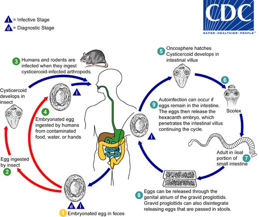 Life Cycle: un verme adulto vive 4-6 settimane Autoinfestazione per anni 75 milioni