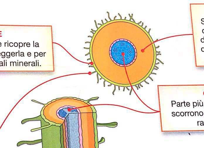 LA STRUTTURA DELLA RADICE EPIDERMIDE E' la pelle esterna.