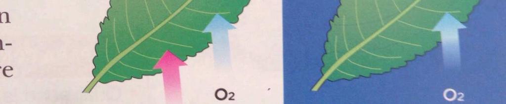 LA RESPIRAZIONE Le cellule delle piante e degli animali compiono