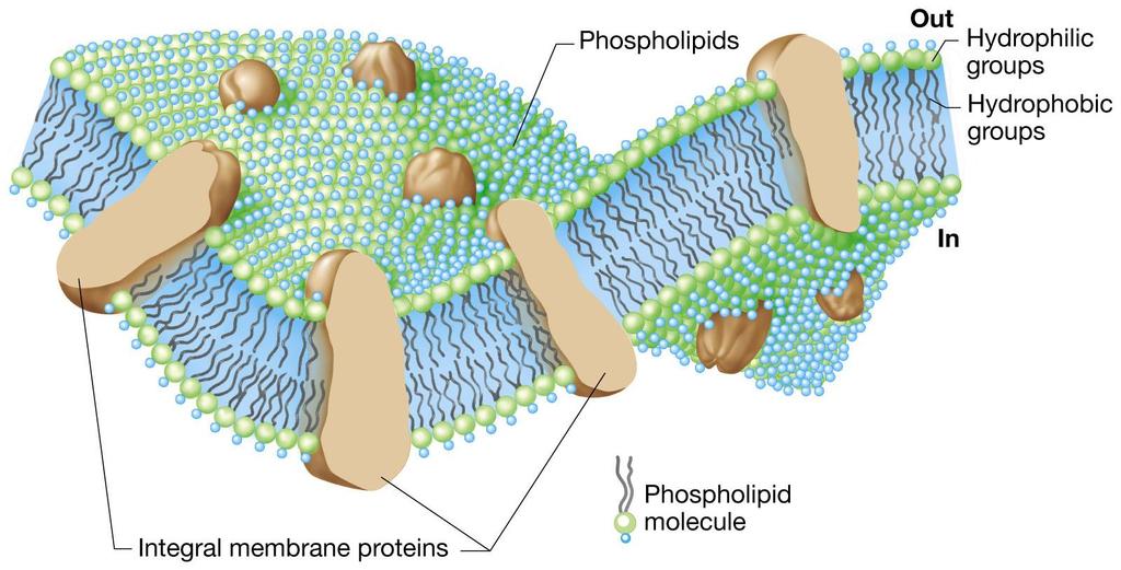 La membrana e la parete cellulare La membrana cellulare è la struttura attraverso la quale avviene il trasporto dei nutrienti.