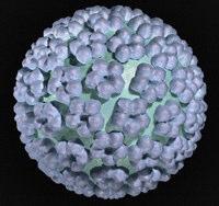 L INFEZIONE DA HPV E molto frequente Oltre il 75 % delle donne sessualmente attive si infetta nel corso della vita L interessamento genitale si acquisisce con i primi rapporti sessuali American