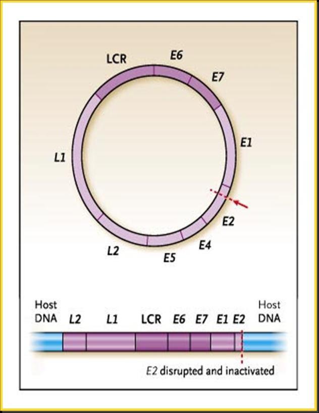 I VACCINI ANTI HPV PROFILATTICO Adopera proteine strutturali:l1, L2, VLPs TERAPEUTICO Adopererà le proteine precoci Early ( E6-E7) 27 I VACCINI ANTI HPV ATTUALI Quadrivalente Merck GARDASIL Genotipi