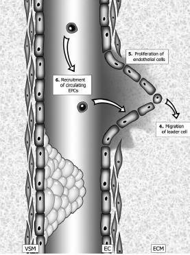 proangiogenetici in forma di proteine