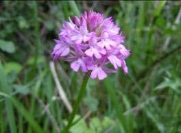 Neotinea ustulata (L.) R.M.