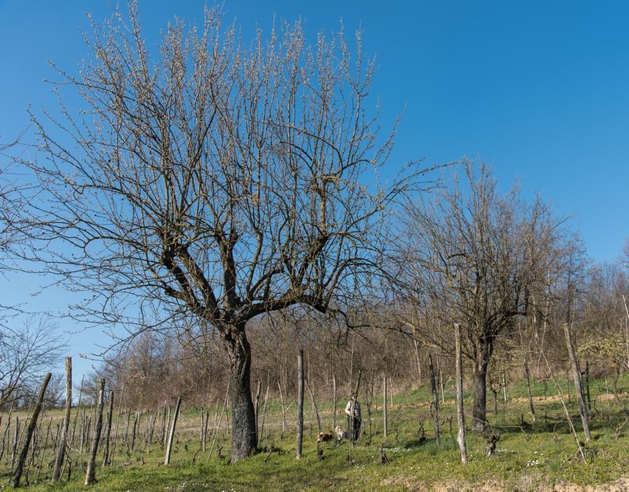 Veduta del paesaggio agrario tradizionale dell Astigiano