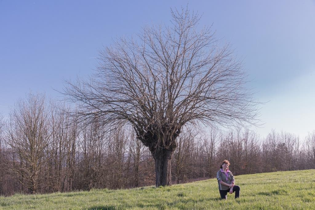 Veduta del famosissimo bialbero di Villafranca d'asti, costituito da un gelso (Morus