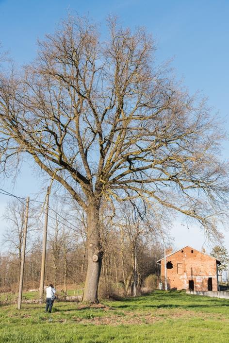 Veduta di un esemplare monumentale di Farnia