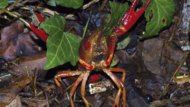 La Citizen Science e il monitoraggio delle Specie Aliene ALIENI IN MEZZO A NOI Cozza zebrata, Gambero rosso della Louisiana, Giacinto d acqua, Fico degli ottentotti.