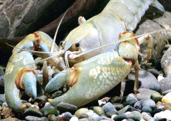 GAMBERO DI FIUME AUSTRALIANO Cherax destructor Il Gambero di fiume australiano è un crostaceo d acqua dolce.