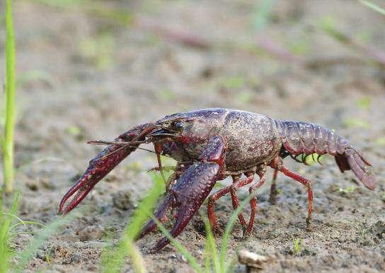 GAMBERO ROSSO DELLA LOUISIANA Procambarus clarkii Il Gambero rosso della Louisiana è un crostaceo di acqua dolce. Gli adulti in media sono lunghi 10 cm ma possono raggiungere i 20 cm.