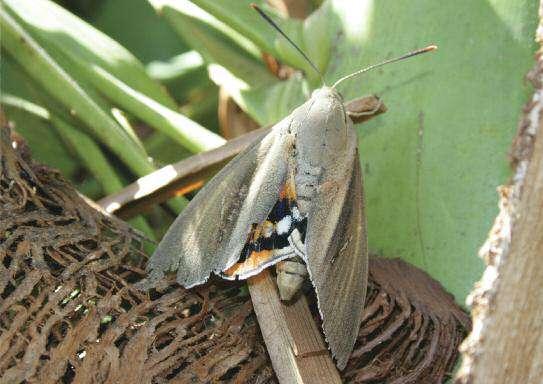 CASTNIDE DELLE PALME Paysandisia archon Paysandisia archon è un lepidottero notturno di notevoli dimensioni, la cui apertura alare può raggiungere i 9-11 cm ed il cui volo è percepibile distintamente