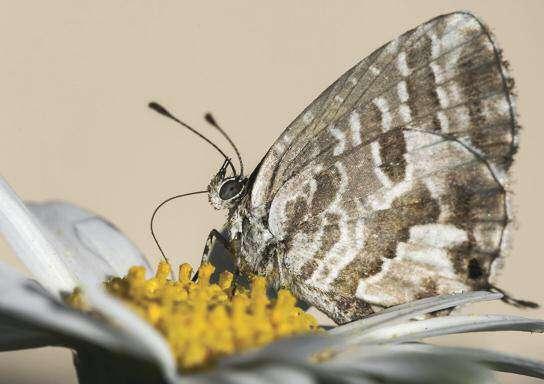 LICENIDE DEI GERANI Cacyreus marshalli È una delle poche specie aliene di farfalle diurne presenti in Italia. È un licenide di modeste dimensioni (ala anteriore circa 1.4 cm) ma molto caratteristico.