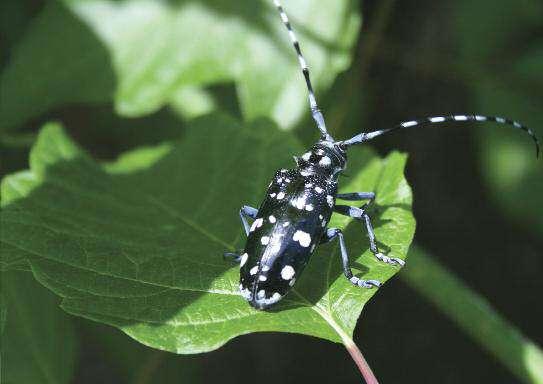 TARLO ASIATICO Anoplophora chinensis È un insetto coleottero appartenente alla famiglia dei Cerambicidi.