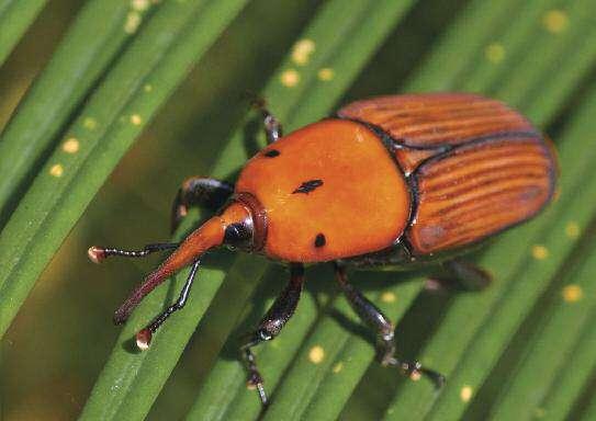 PUNTERUOLO ROSSO DELLE PALME Rhynchophorus ferrugineus Il Punteruolo rosso delle palme è un insetto della sottofamiglia dei Curculionidi che comprende Coleotteri caratterizzati dal possedere il capo