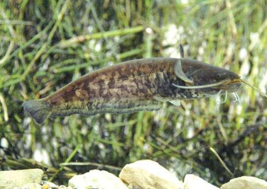 SILURO Silurus glanis Il Siluro è un pesce d acqua dolce che può raggiungere 4-5 m di lunghezza, e oltre 300 Kg di peso.