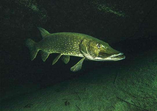 LUCCIO EUROPEO Esox lucius I lucci sono pesci di grande taglia che raggiungono una lunghezza superiore a 135 cm ed un peso di oltre 30 kg. Sono pesci molto longevi, potendo vivere oltre 30 anni.