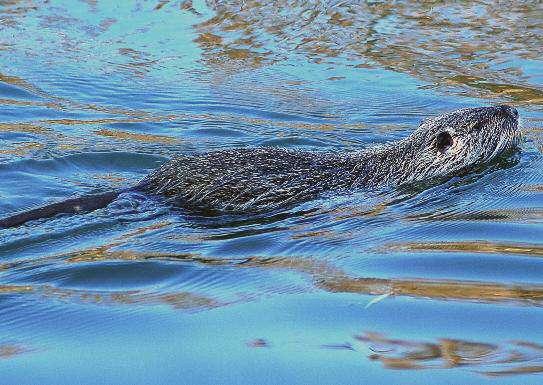 NUTRIA Myocastor coypus La Nutria presenta un mantello di colore marroncino giallastro o rossastro, più o meno scuro nelle parti superiori e sui fianchi, più chiaro sul ventre.