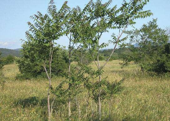 AILANTO Ailanthus altissima Albero deciduo a rapida crescita che può raggiungere 20 m di altezza, con portamento eretto e ramificazione espansa.