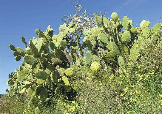 FICO D'INDIA Opuntia ficus- indica Tra i cactus più diffusi al mondo e maggiormente commercializzati; è stato introdotto in maniera capillare come frutto edule e come pianta foraggera.