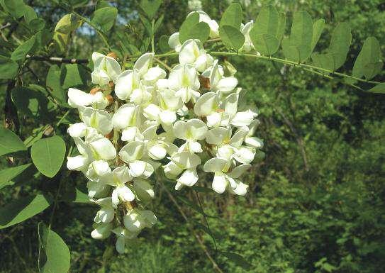 ROBINIA Robinia pseudoacacia Albero deciduo alto fino a 20-25 m, talvolta cespuglioso.