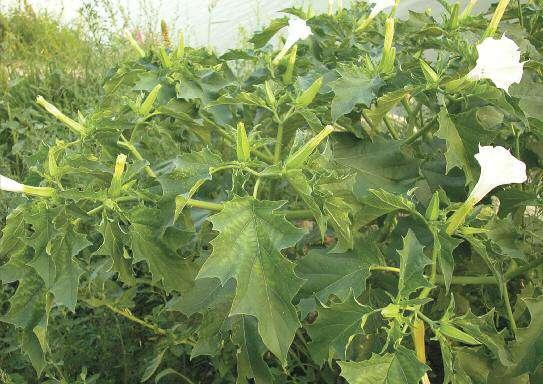 STRAMONIO COMUNE Datura stramonium Pianta erbacea alta fino a circa un metro. Le foglie sono di notevoli dimensioni e dall odore sgradevole. I fiori solitari sono portati da corti peduncoli.