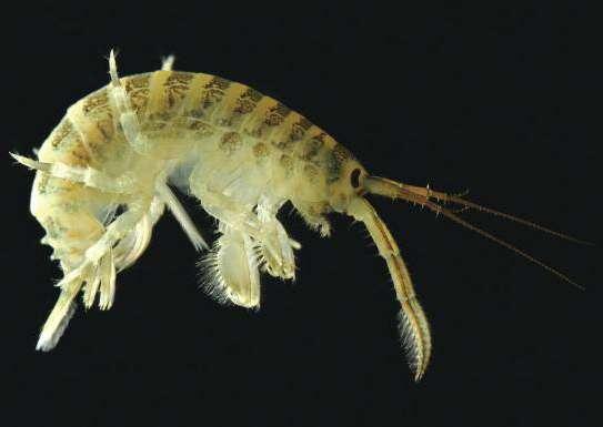 GAMBERETTO KILLER Dikerogammarus villosus Crostaceo asiatico di acqua dolce originario dell area compresa tra il Mar Nero e il Mar Caspio.