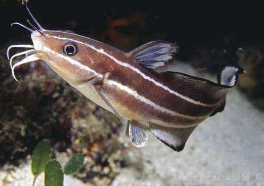 PESCE GATTO STRIATO Plotosus lineatus La specie è originaria degli oceani Indiano e Pacifico ed è considerata aliena e recente colonizzatrice per il Mediterraneo.