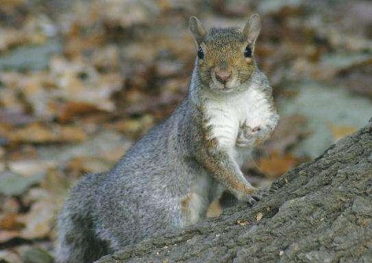 SCOIATTOLO GRIGIO Sciurus carolinensis Lo Scoiattolo grigio è originario delle foreste del Nordamerica.