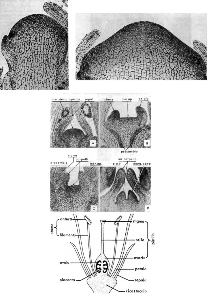 regolazione genica, può indurre il differenziamento del fiore e della linea