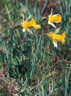 Narcissus pseudonarcissus L.