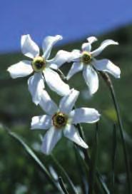 Narcissus radiiflorus L.