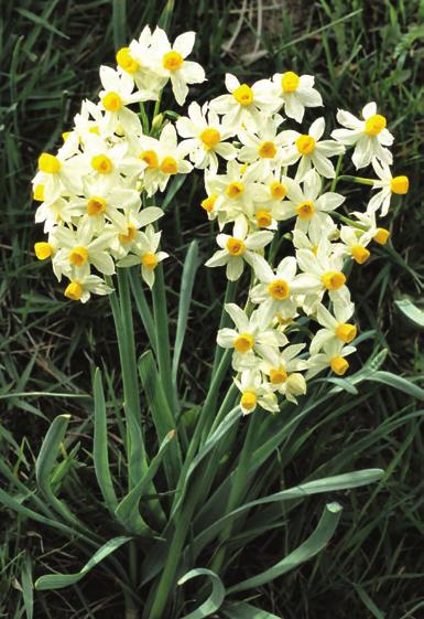 Narcissus tazetta L. NARCISO TAZZETTA E tra i narcisi a più ampia diffusione nel Mediterraneo.