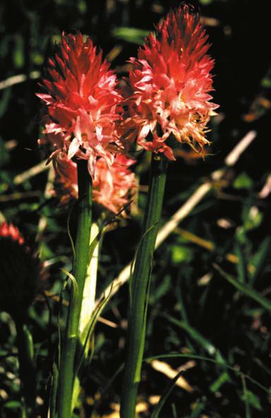 Nigritella corneliana (Beauverd) Gölz et H.P. Reinhard = N. nigra (L.) Reichenb. fil. ssp. corneliana Beauverd NIGRITELLA CORNELIANA * ORCHIDACEAE LR Tab.